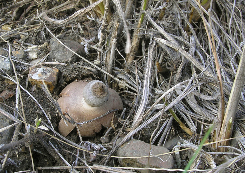 Geastrum schmidelii